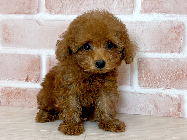 大阪府のタイニープードル (ペッツファースト東大阪店/2025年6月24日生まれ/男の子/レッド)の子犬の1枚目の画像