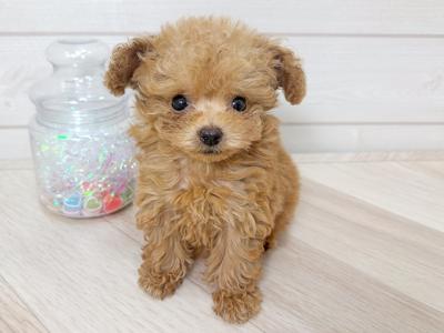 広島県のタイニープードル (ペッツファースト宇品店/2025年5月4日生まれ/女の子/アプリコット)の子犬の1枚目の画像