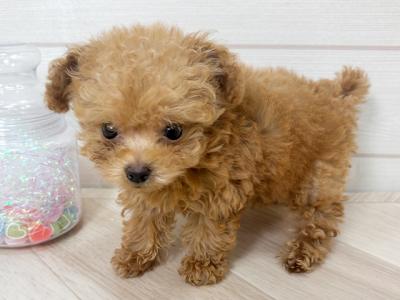 広島県のタイニープードル (ペッツファースト宇品店/2025年5月4日生まれ/女の子/アプリコット)の子犬の2枚目の画像