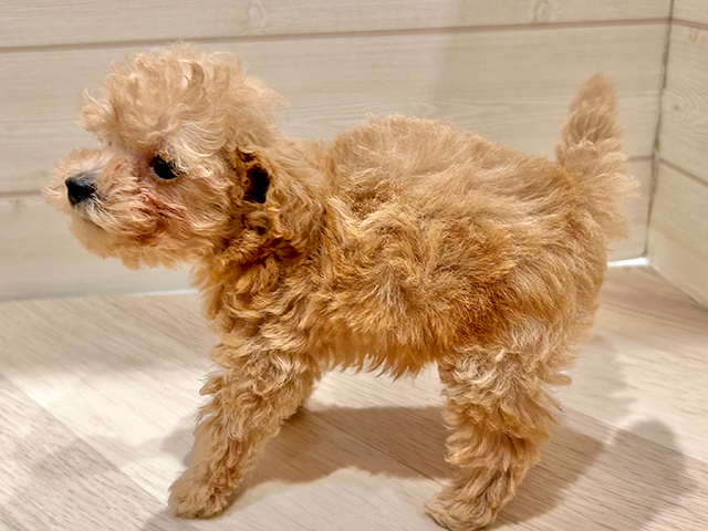 東京都のタイニープードル (ペッツファースト豊洲店/2025年7月5日生まれ/男の子/アプリコット)の子犬の2枚目の画像