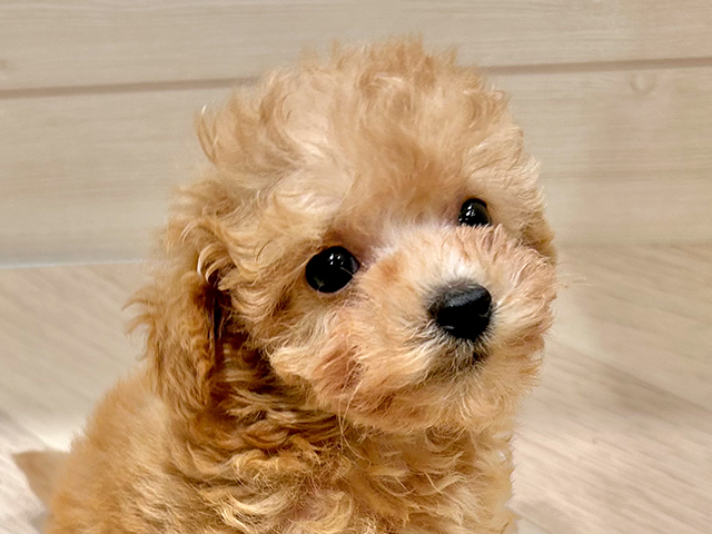 東京都のタイニープードル (ペッツファースト豊洲店/2025年7月5日生まれ/男の子/アプリコット)の子犬の3枚目の画像