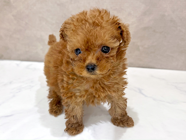 東京都のティーカッププードル (ペッツファースト新宿店/2025年7月7日生まれ/女の子/レッド)の子犬の1枚目の画像