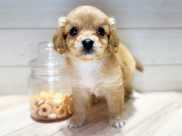 群馬県のハーフ犬・ミックス犬 (ペッツファースト高崎店/2025年7月5日生まれ/女の子/アプリコット)の子犬の1枚目の画像