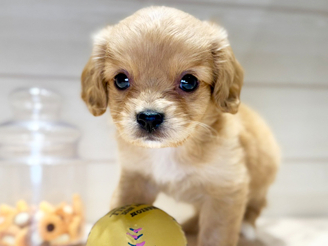 群馬県のハーフ犬・ミックス犬 (ペッツファースト高崎店/2025年7月5日生まれ/女の子/アプリコット)の子犬の3枚目の画像
