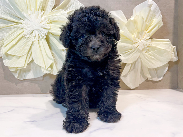 東京都のタイニープードル (ペッツファースト原宿店/2025年7月7日生まれ/男の子/シルバー)の子犬の1枚目の画像