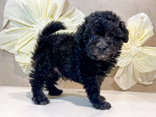 東京都のタイニープードル (ペッツファースト原宿店/2025年7月7日生まれ/男の子/シルバー)の子犬の2枚目の画像
