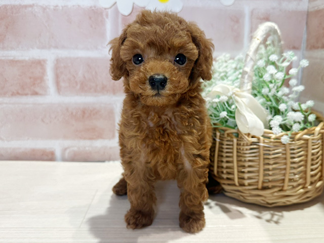 岡山県のタイニープードル (ペッツファースト倉敷店/2025年7月5日生まれ/男の子/レッド)の子犬の1枚目の画像