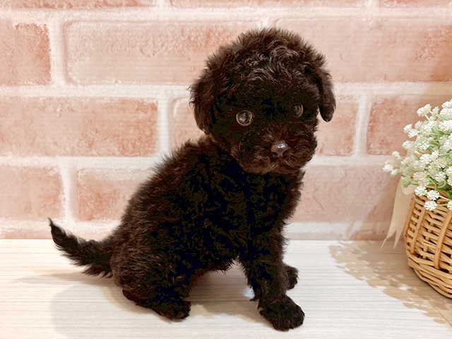 東京都のタイニープードル (ペッツファースト自由が丘店/2025年7月4日生まれ/男の子/ブラウン)の子犬の2枚目の画像