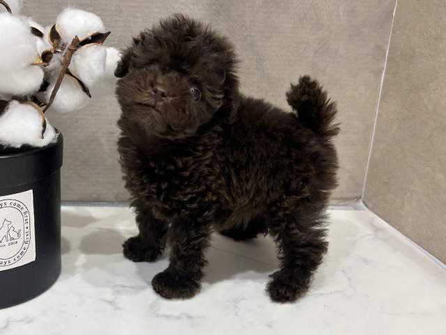 大阪府のタイニープードル (ペッツファースト茶屋町店/2025年7月4日生まれ/女の子/ブラウン)の子犬の2枚目の画像
