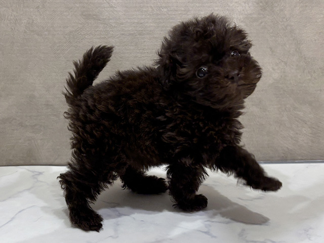 大阪府のタイニープードル (ペッツファースト茶屋町店/2025年7月4日生まれ/女の子/ブラウン)の子犬の3枚目の画像