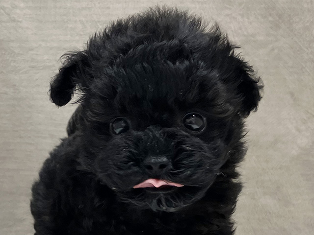 大阪府のタイニープードル (ペッツファースト茶屋町店/2025年7月7日生まれ/男の子/ブラック)の子犬の3枚目の画像