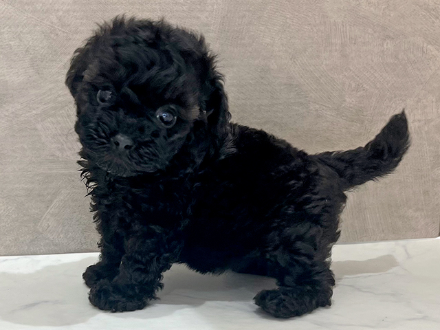 東京都のタイニープードル (ペッツファースト新宿店/2025年7月7日生まれ/女の子/ブラック)の子犬の2枚目の画像