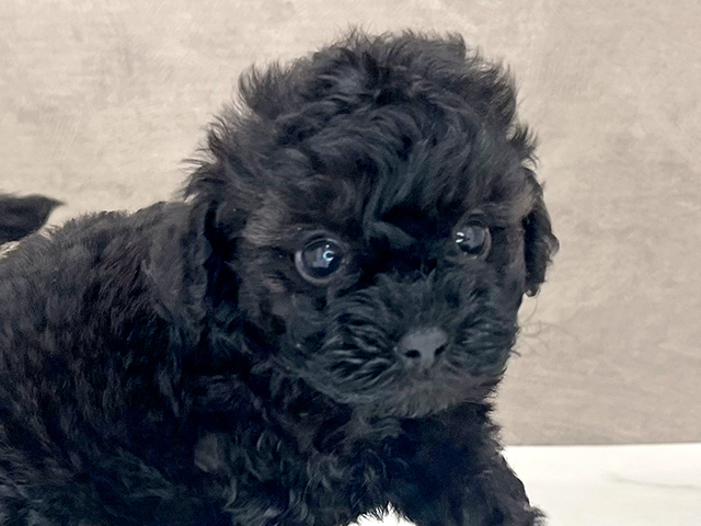 東京都のタイニープードル (ペッツファースト新宿店/2025年7月7日生まれ/女の子/ブラック)の子犬の3枚目の画像