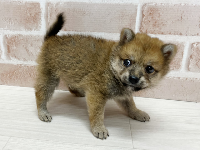 大阪府の豆柴 (ペッツファースト茨木店/2025年7月7日生まれ/男の子/赤)の子犬の2枚目の画像