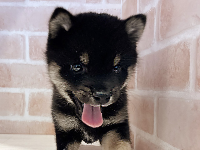 神奈川県の豆柴 (ペッツファースト横浜元町店/2025年7月7日生まれ/男の子/黒)の子犬の3枚目の画像