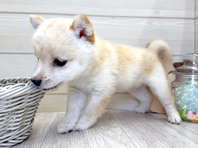 愛知県の豆柴 (ペッツファースト大高店/2025年7月7日生まれ/女の子/白)の子犬の2枚目の画像