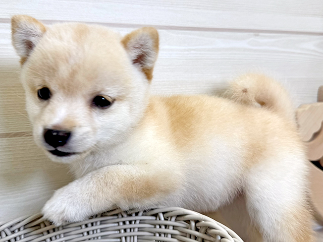 愛知県の豆柴 (ペッツファースト大高店/2025年7月7日生まれ/女の子/白)の子犬の3枚目の画像