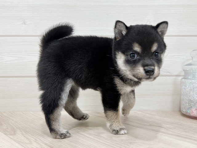 千葉県の豆柴 (ペッツファーストららぽーとTOKYO-BAY店/2025年7月7日生まれ/女の子/黒)の子犬の2枚目の画像