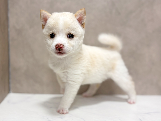 東京都の豆柴 (ペッツファースト池袋店/2025年7月7日生まれ/女の子/白)の子犬の2枚目の画像