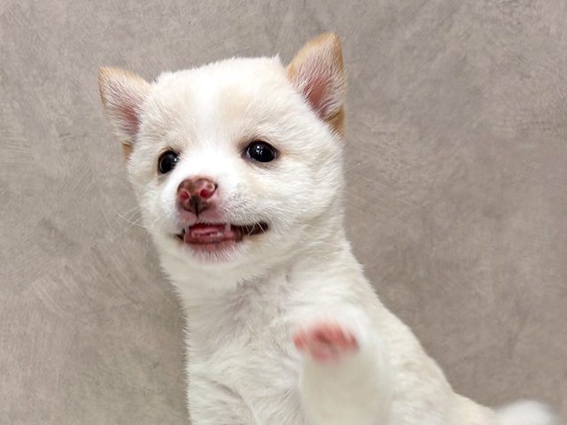 東京都の豆柴 (ペッツファースト池袋店/2025年7月7日生まれ/女の子/白)の子犬の3枚目の画像