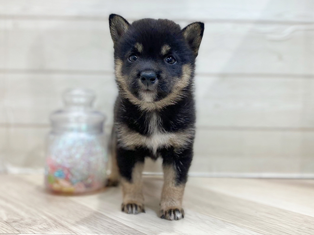 埼玉県の豆柴 (ペッツファーストレイクタウン店/2025年7月6日生まれ/男の子/黒)の子犬の1枚目の画像