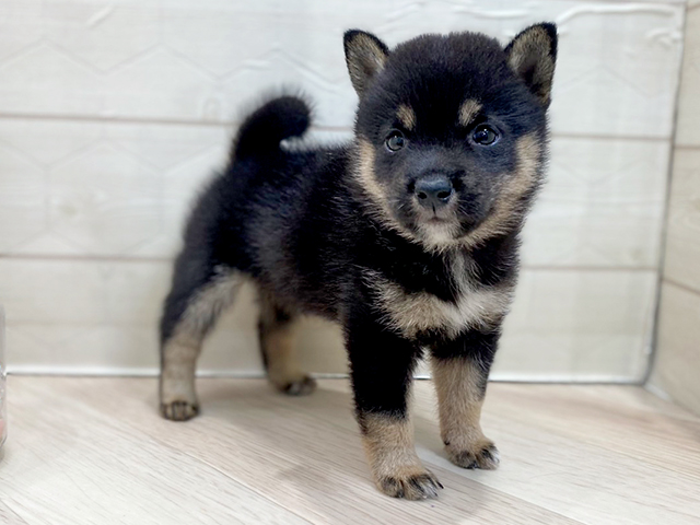 埼玉県の豆柴 (ペッツファーストレイクタウン店/2025年7月6日生まれ/男の子/黒)の子犬の2枚目の画像