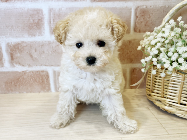 東京都のティーカッププードル (ペッツファースト広尾店/2025年7月6日生まれ/女の子/クリーム)の子犬の1枚目の画像