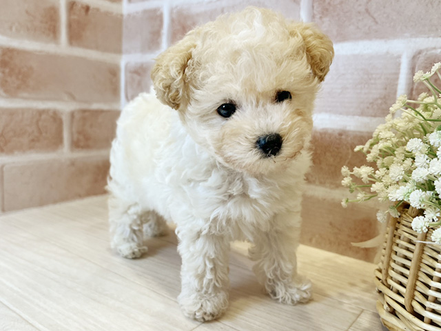 東京都のティーカッププードル (ペッツファースト広尾店/2025年7月6日生まれ/女の子/クリーム)の子犬の2枚目の画像