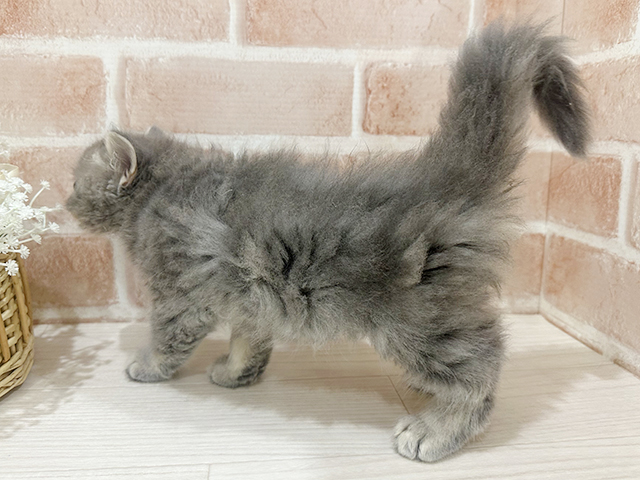 神奈川県のラガマフィン (ペッツファーストfor cats横浜元町店/2025年7月7日生まれ/男の子/ブルータビー)の子猫の2枚目の画像