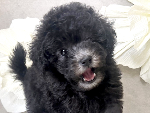 東京都のタイニープードル (ペッツファースト下北沢店/2025年7月7日生まれ/男の子/シルバー)の子犬の3枚目の画像