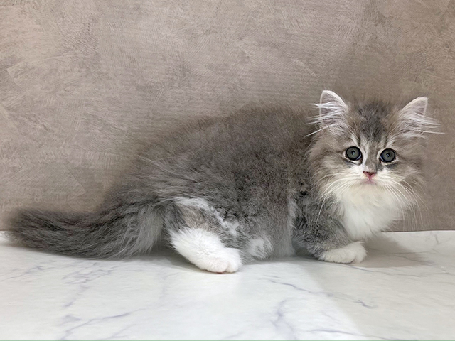 東京都のサイベリアン (ペッツファースト新宿店/2025年7月4日生まれ/男の子/ブルータビーホワイト)の子猫の2枚目の画像
