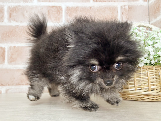 京都府のポメラニアン (ペッツファースト京都店/2025年7月8日生まれ/男の子/ブラックタン)の子犬の2枚目の画像