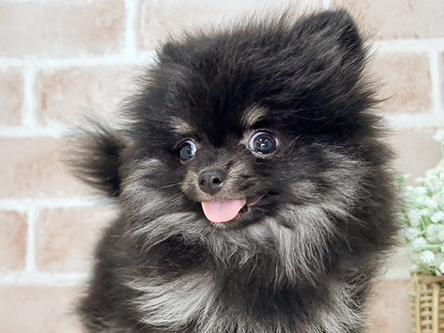 京都府のポメラニアン (ペッツファースト京都店/2025年7月8日生まれ/男の子/ブラックタン)の子犬の3枚目の画像