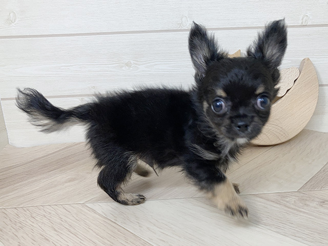 鳥取県のチワワ(ロング) (ペッツファースト日吉津店/2025年7月8日生まれ/男の子/ブラックタン)の子犬の2枚目の画像