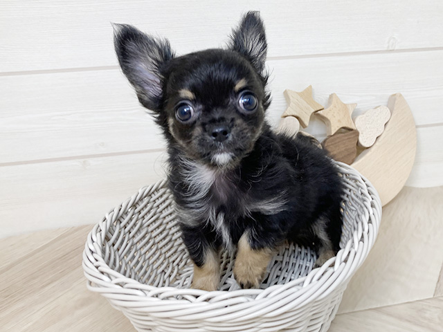 鳥取県のチワワ(ロング) (ペッツファースト日吉津店/2025年7月8日生まれ/男の子/ブラックタン)の子犬の3枚目の画像