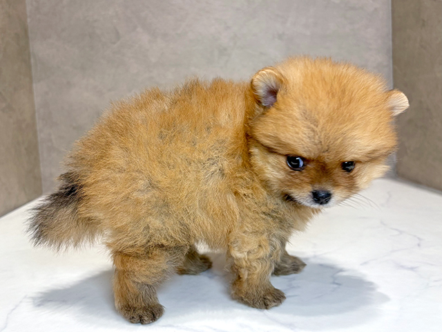 東京都のポメラニアン (ペッツファースト神楽坂店/2025年7月7日生まれ/男の子/オレンジ)の子犬の2枚目の画像