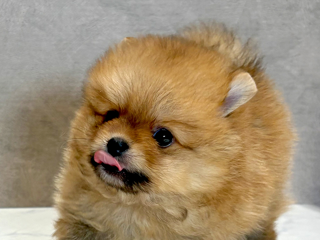 東京都のポメラニアン (ペッツファースト神楽坂店/2025年7月7日生まれ/男の子/オレンジ)の子犬の3枚目の画像