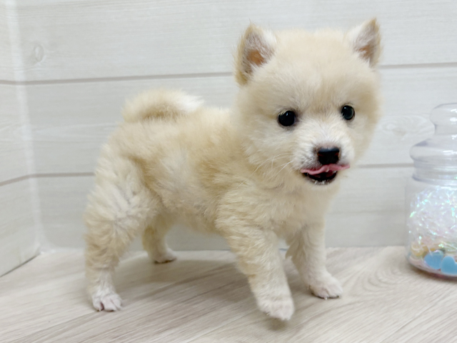 大阪府の豆柴 (ペッツファーストららぽーと門真店/2025年7月8日生まれ/女の子/白)の子犬の2枚目の画像
