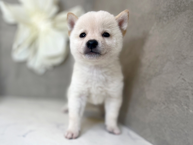 東京都の豆柴 (ペッツファースト下北沢店/2025年7月7日生まれ/男の子/白)の子犬の1枚目の画像