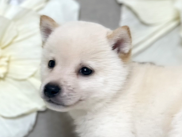 東京都の豆柴 (ペッツファースト下北沢店/2025年7月7日生まれ/男の子/白)の子犬の3枚目の画像
