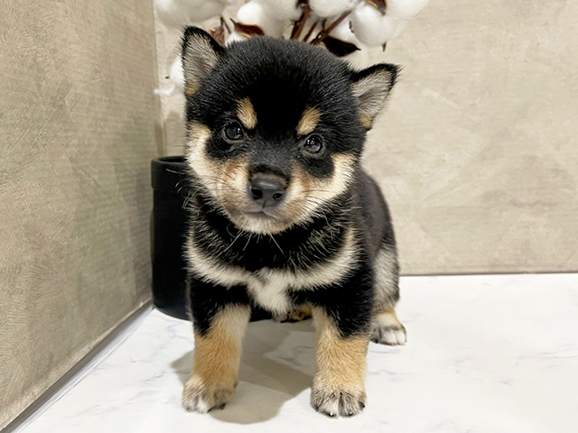 東京都の豆柴 (ペッツファースト中野店/2025年7月7日生まれ/男の子/黒)の子犬の1枚目の画像