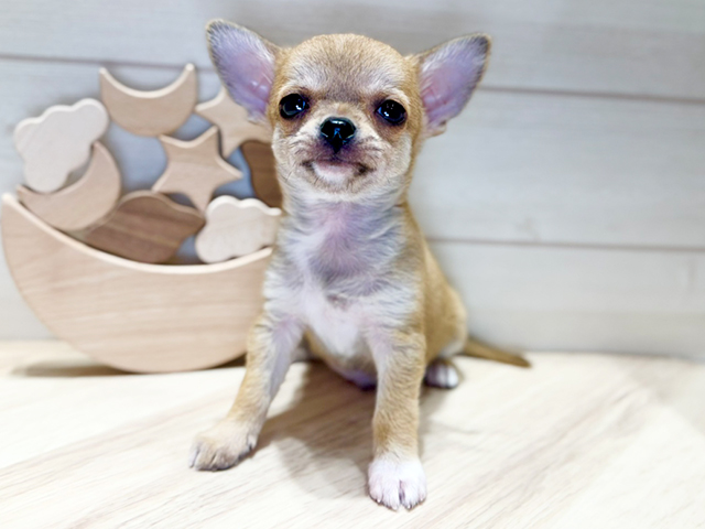 チワワ(スムース), 性別 男の子, 誕生日 2025/07/08, 毛色 レッド, 出身 宮崎県, 店舗 高崎店(群馬県), お問い合わせ番号 2541180