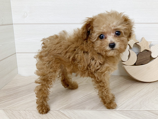 鳥取県のタイニープードル (ペッツファースト日吉津店/2025年7月8日生まれ/女の子/レッド)の子犬の2枚目の画像