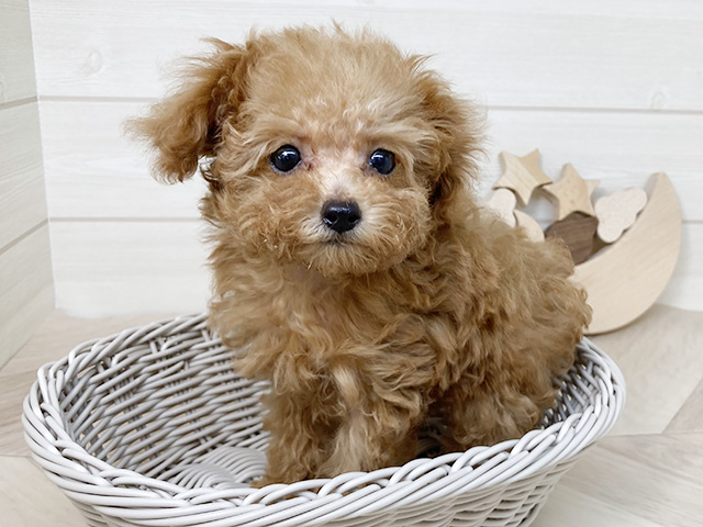 鳥取県のタイニープードル (ペッツファースト日吉津店/2025年7月8日生まれ/女の子/レッド)の子犬の3枚目の画像