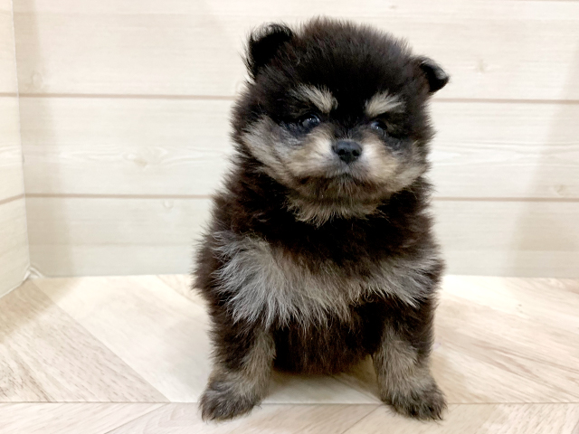 福岡県のポメラニアン (ペッツファースト福岡天神店/2025年7月9日生まれ/男の子/ブラックタン)の子犬の1枚目の画像