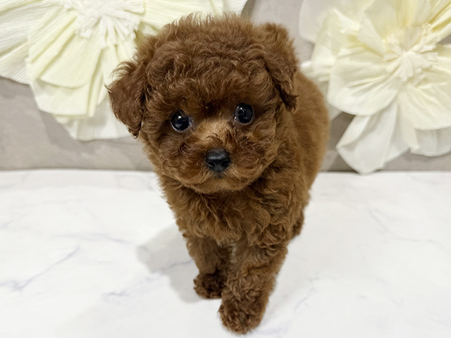 東京都のトイプードル(トイ) (ペッツファースト原宿店/2025年7月7日生まれ/男の子/レッド)の子犬の1枚目の画像