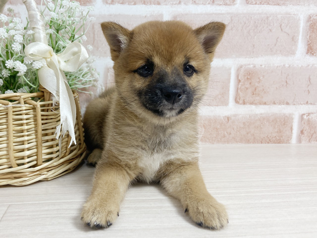 広島県の豆柴 (ペッツファースト広島本通店/2025年7月9日生まれ/女の子/赤)の子犬の1枚目の画像