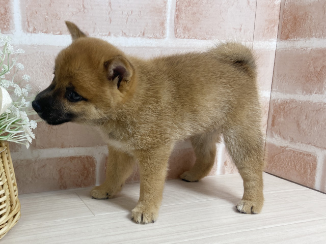 広島県の豆柴 (ペッツファースト広島本通店/2025年7月9日生まれ/女の子/赤)の子犬の2枚目の画像