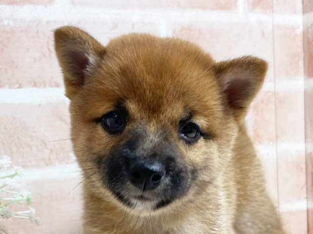 広島県の豆柴 (ペッツファースト広島本通店/2025年7月9日生まれ/女の子/赤)の子犬の3枚目の画像