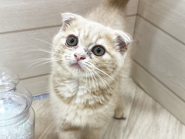 埼玉県のスコティッシュフォールド (ペッツファーストふじみ野店/2025年7月9日生まれ/女の子/クリームタビー)の子猫の3枚目の画像